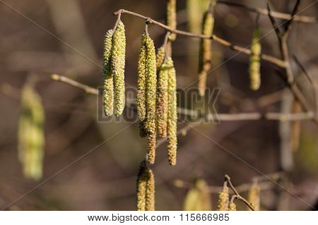 Blooming hazel tree