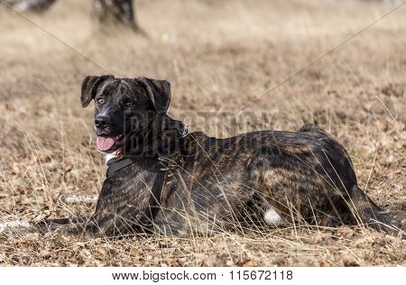 Half bred  brindle boxer portrait
