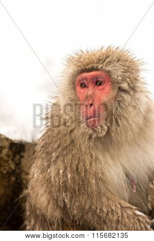 Japanese Snow Monkey Macaque at Jigokudani Yudanaka Nagano Japan