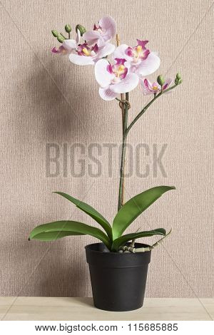 Pink Potted Orchid