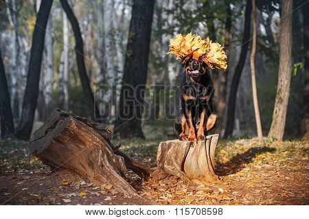 Beautiful Rottweiler dog breed is sitting on a stump in the woods - perform commando host