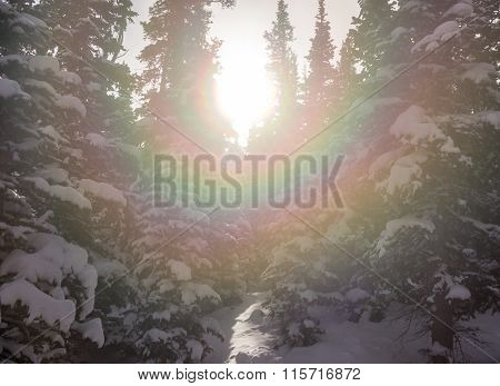 Sunburst Through Snow Covered Trees