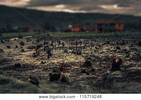 Stumps on the valley caused by deforestation and slash and burn type of agriculture of Madagascar