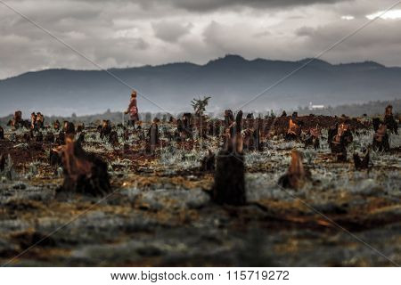 Stumps on the valley caused by deforestation and slash and burn type of agriculture of Madagascar