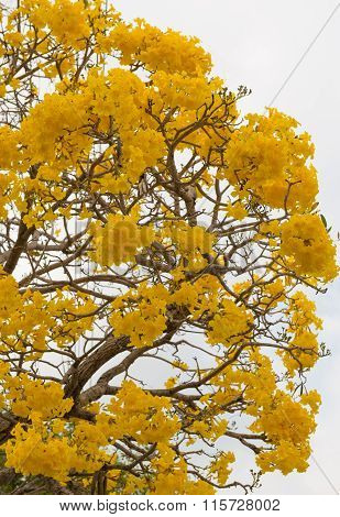 Silver Trumpet Tree