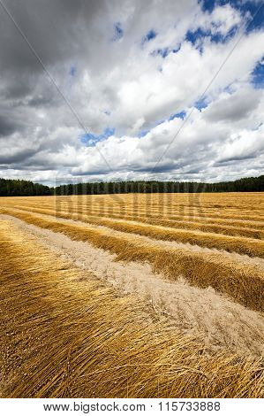 Agricultural Field On Which Flax Is Harvested. Autumn.