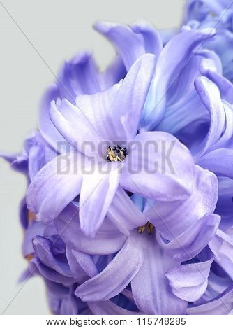 Spring flowers. Light violet hyacinth against