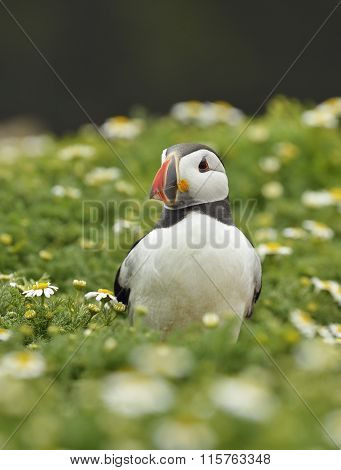 Atlantic Puffin