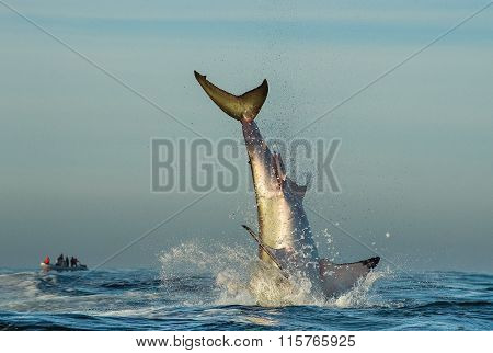 Jumping Great White Shark. Tail Of The Jumped-out White Shark (carcharodon Carcharias)