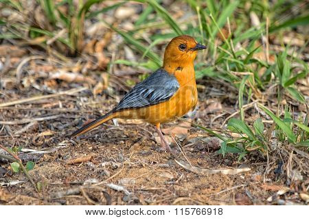 Red-capped Robin-chat