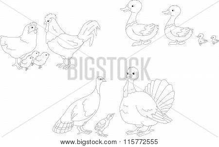 Set Of Duck, Duckling, Drake, Cock, Hen, Chicks, Turkey Mother, Father And Poult. Vector Illustratio