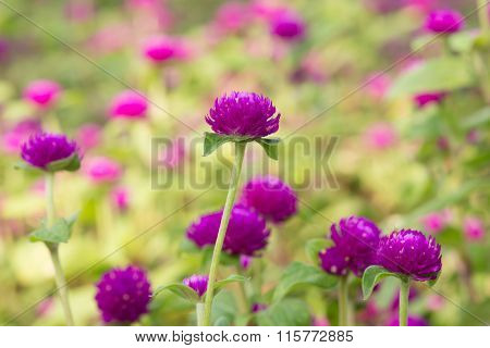 Globe Amaranth Beauty Flower, Bachelor Button