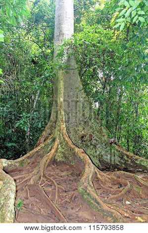 tree root buttress and tropical forest floor
