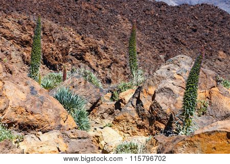 Red Tajinaste Flowers On The El Teide Volcano, Tenerife, Spain