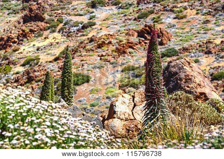 Red Tajinaste Flowers On The El Teide Volcano, Tenerife, Spain