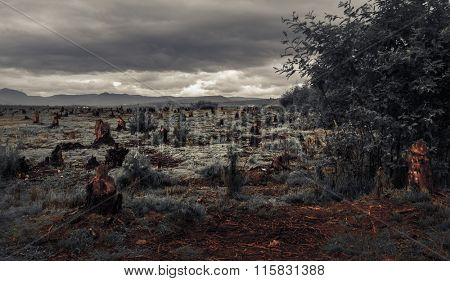 Stumps on the valley caused by deforestation and slash and burn type of agriculture of Madagascar