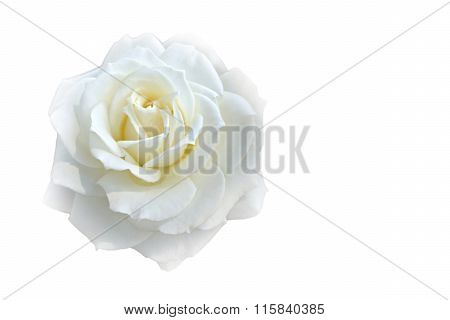 Soft Blur Focus White Rose On White Blackground With Copy Space