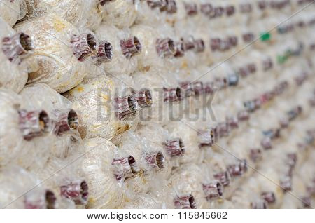 Close-up Organic Mushrooms Farm
