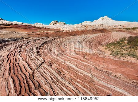 White Pocker, Arizona