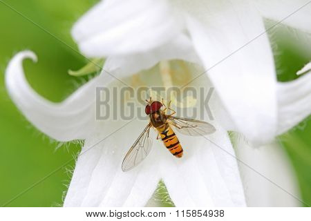A Hover fly nectaring at White Pouffe Milky Bellflower (Campanula Latifolia, Alba)