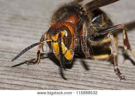 giant hornet