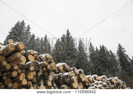 Tree trunks waiting for transport to the mill