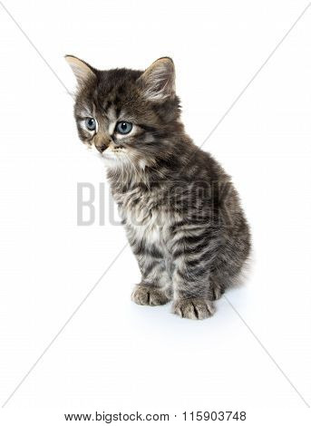 Cute Baby Tabby Kitten On White