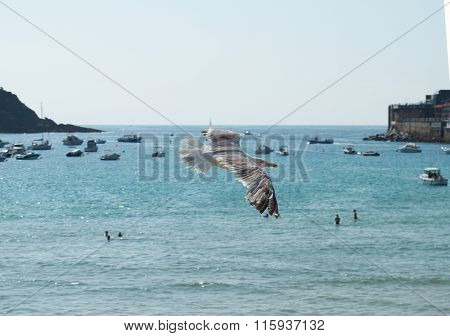 A Gull Flying In Concha Bay. San Sebastian. Spain.