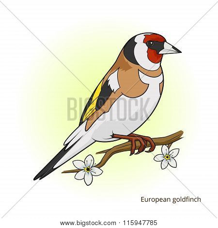 European goldfinch bird educational game vector