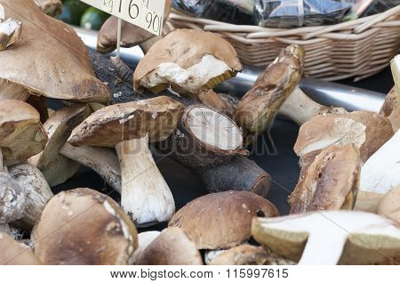 Porcini Mushrooms To The Market