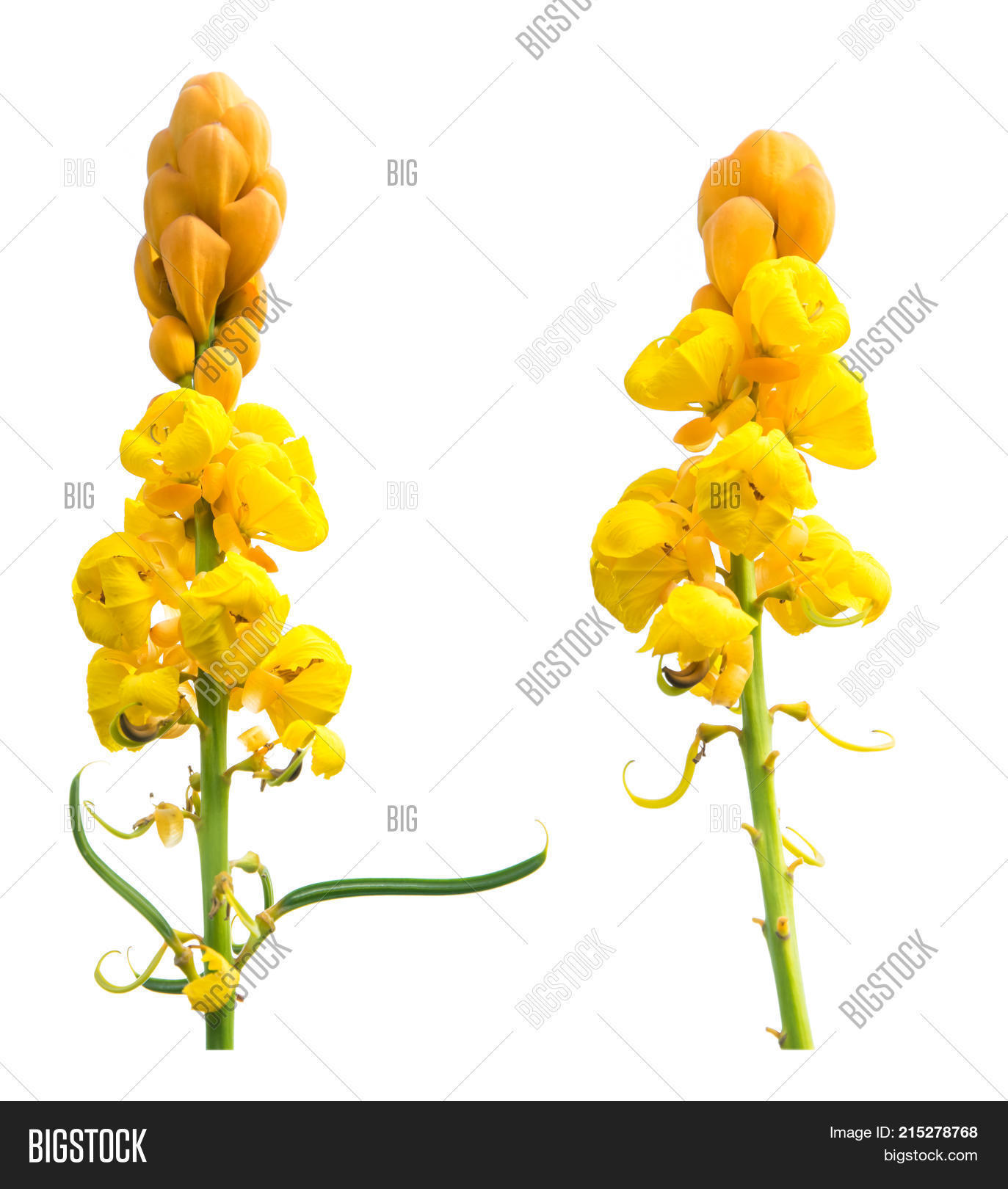 Candelabra Bush Candle Image & Photo (Free Trial) Bigstock