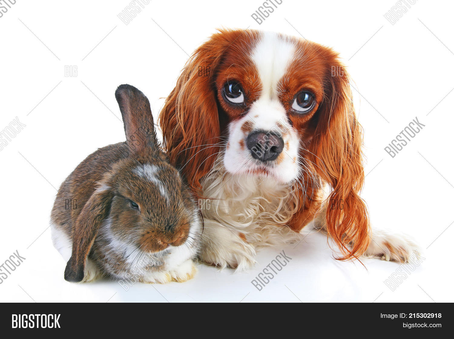 Dog Rabbit Together. Image & Photo (Free Trial) Bigstock