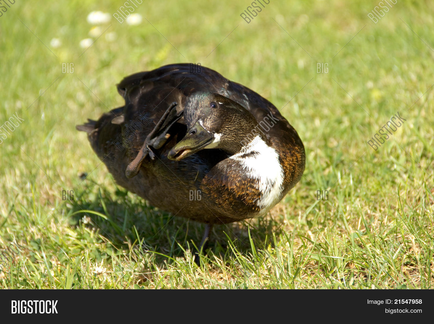 Scratching Duck Image & Photo (Free Trial) Bigstock