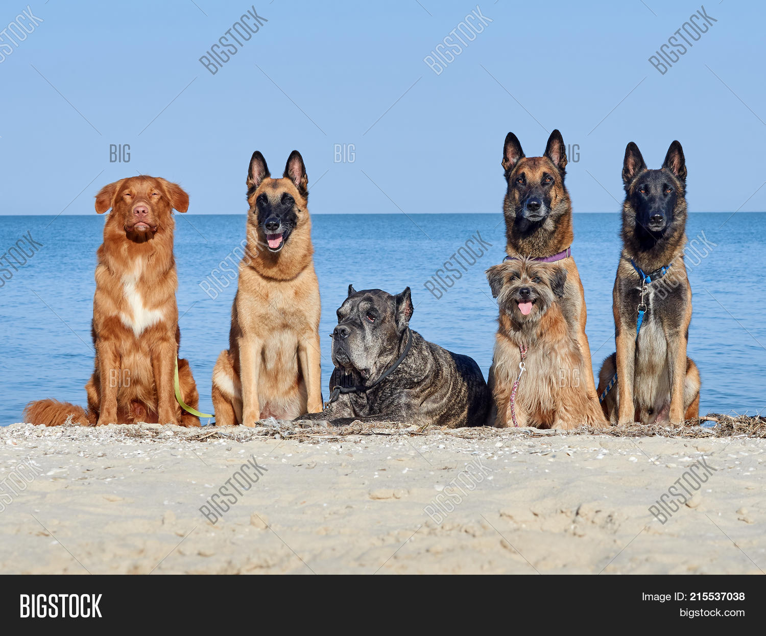 Three Malinois Belgian Image Photo Free Trial Bigstock