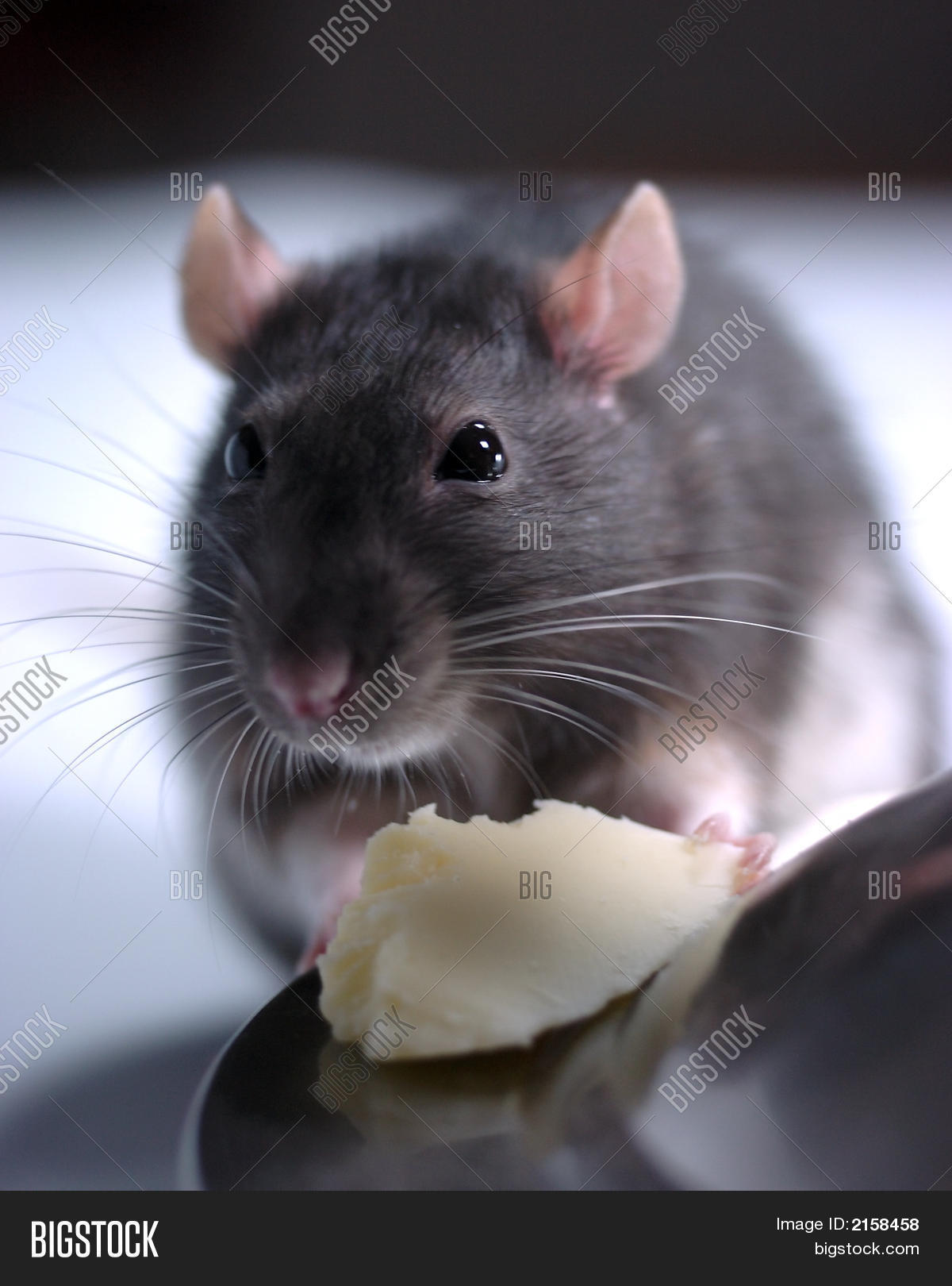 Rat Cheese Image & Photo (Free Trial) Bigstock