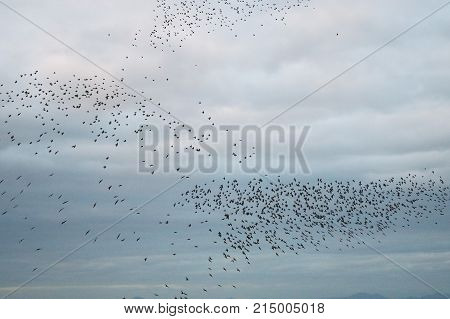 Starlings moving together as one in a murmuration or flock