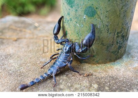 Closeup view of a scorpion in nature. Tailand