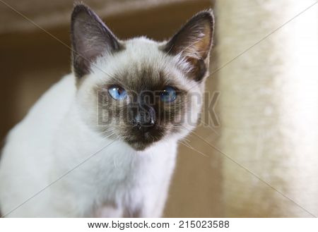 sleek haired kitten Siamese type (Mekong bobtail tailless)