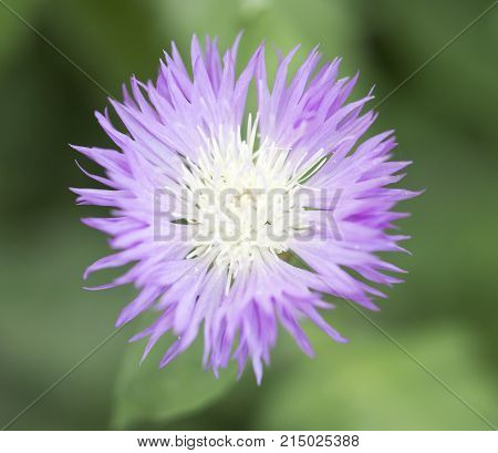 purple flower in nature . In the park in nature