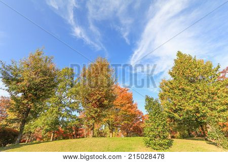 Japan autumn Beautiful autumn leaves of Obuse park Nagano PrefectureJapan.