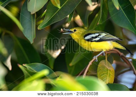 Beautiful common iora or Aegithina tiphia perches on branch with kill