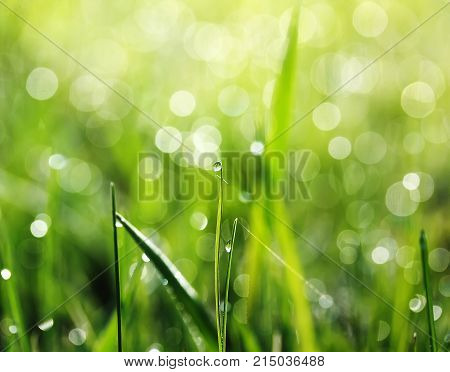 shiny clear dew drops on green grass early on a Sunny morning in the bright rays