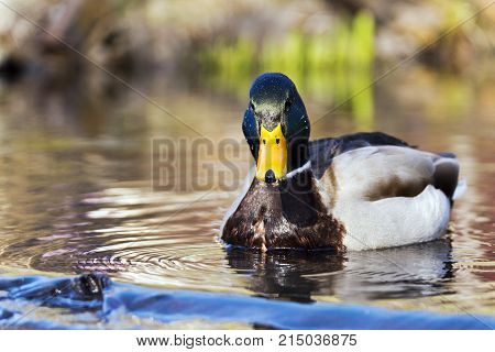 A wild duck (mallard) on the water on a sunny day
