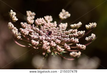 Beautiful pink flower of wild carrot in foreground