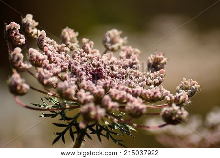 Closeup of splendid flower head of wild carrot