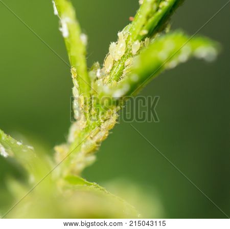 Aphids Under a Leaf . In the park in nature