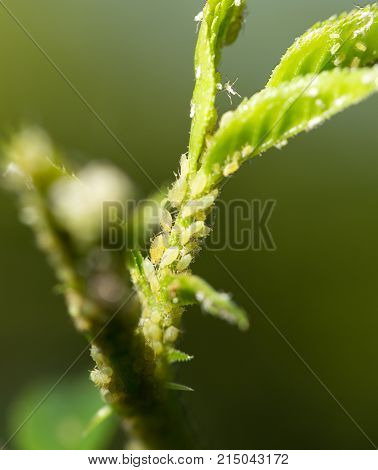 Aphids Under a Leaf . In the park in nature