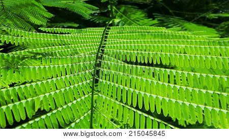 Tree leaves photography of close up leaf
