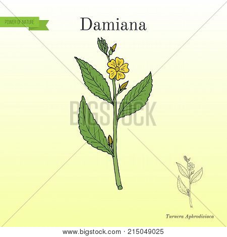 Damiana Turnera diffusa medicinal plant. Hand drawn botanical vector illustration