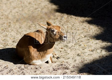 The young doe or roe deer is lying and resting on sand.